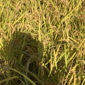 今日も稲刈りの画像