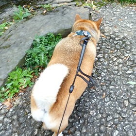 万座温泉　みたいなの画像