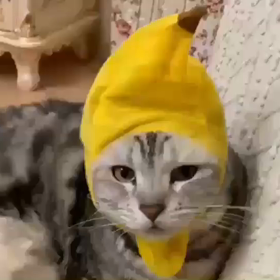 外出自粛の画像