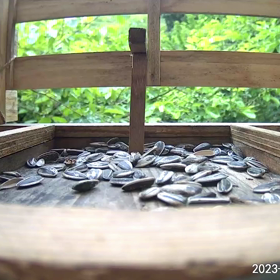 すぎぴたんの事件簿シーズン3　268話（おどろくシジュウカラ）の画像