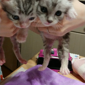 ”ふれあいサロン〜キャリアっ子にもチャンスを！”の画像