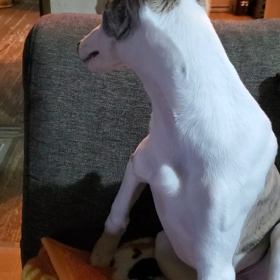 ウィペット仔犬ですの画像