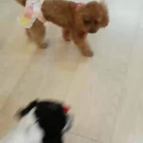 ぺーちゃんとハピコの画像