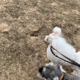 12月30日12わんこと2時間遠足　代々木公園表参道の画像