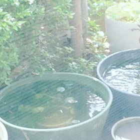 ガビチョウの画像