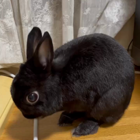 最近のうちのゆのぴの画像