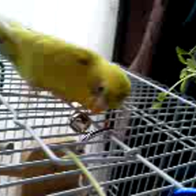 はいてんしょんの画像