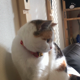 晴れた日はの画像