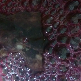 昨日の釣果 ちびセイゴ ガシラ 三重県の画像