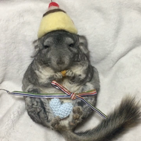 チンチラの10ちゃんの画像