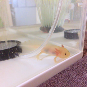 あけましておめでとうございますの画像