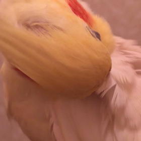 ハミハミからの〜カキカキ♡の画像