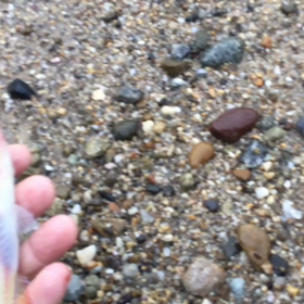 キュウセンの画像