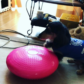 できる子？！の画像