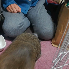 ウサギのしっぽフリフリの画像