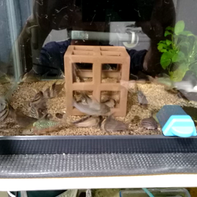 冷凍イトメの画像