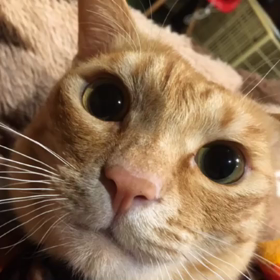 おとこのやくそくだよー。の画像