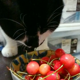 竹太郎とサクランボの画像