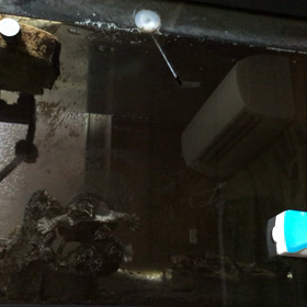 カメ 、ザリガニ 、 動画で！の画像