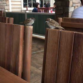 スズメがお話し中の画像