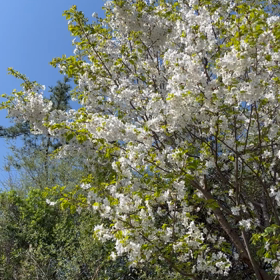 この前の花見での画像