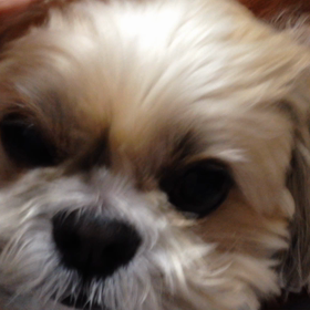 なでなでの画像