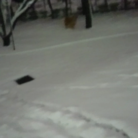 夜の雪遊びの画像