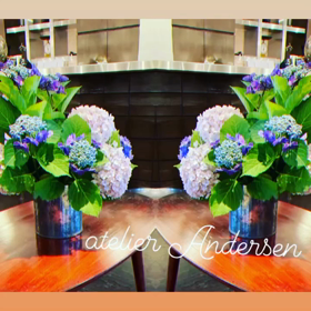 紫陽花を生けるの画像