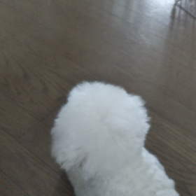 今日のはなちゃん321、モモちゃん277の画像