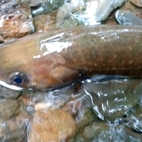 源流モンスター！の画像