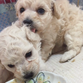 初めての離乳食 アリスベビーの画像