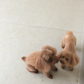 ♪プレイルーム動画♪③の画像