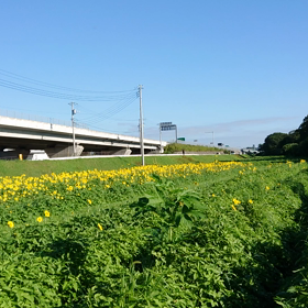 ひまわり畑②の画像