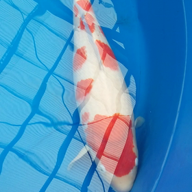 もうちょいの画像