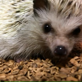 70日目晴栗さんの一日の画像