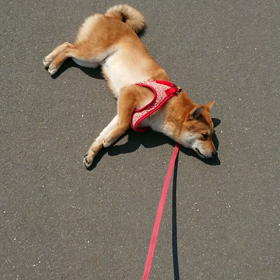 柴犬あるあるの画像