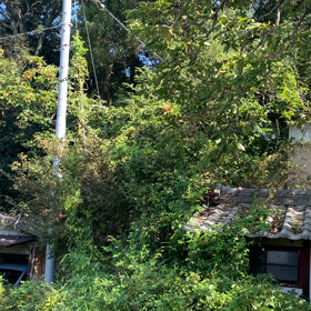 みんみん蝉の画像