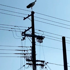 ここはコウノトリの郷か？の画像