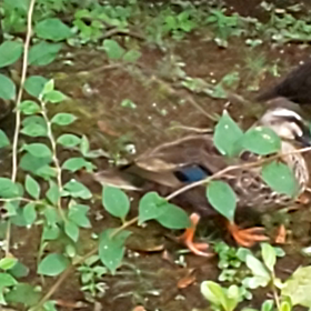 かるがもさんの画像