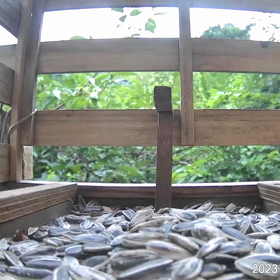 すぎぴたんの事件簿シーズン3　357話（新種、実食！シジュカラ）の画像