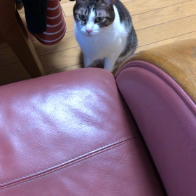 保護猫デールと遊んだけど…の画像