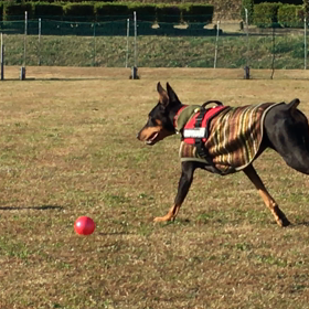今日のお友達の画像