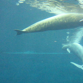 白イルカたちの画像