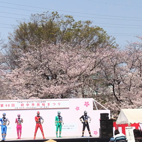 桜まつり２０１９の画像