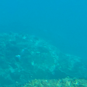 ハコフグの謎の行動の画像