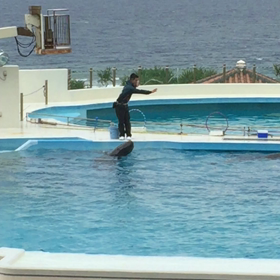 オキちゃん劇場動画編の画像