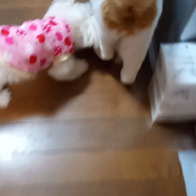 我慢強いお兄ちゃん達の画像