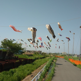 市川　鯉のぼりの画像