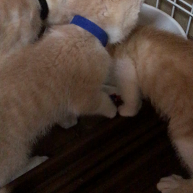 運動したらいっぱいたべましょう！の画像