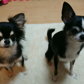 リノリリの漫才コンビの画像